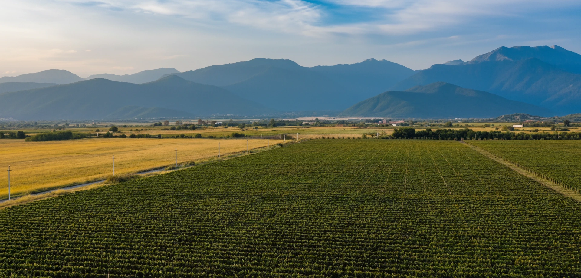 Свадебное торжество на винограднике в Грузии для иностранцев в Chateau Davitiani