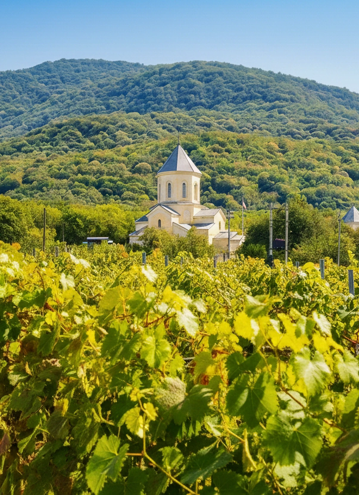 Organizing a wedding at Guramishvili’s Marani vineyard in Georgia