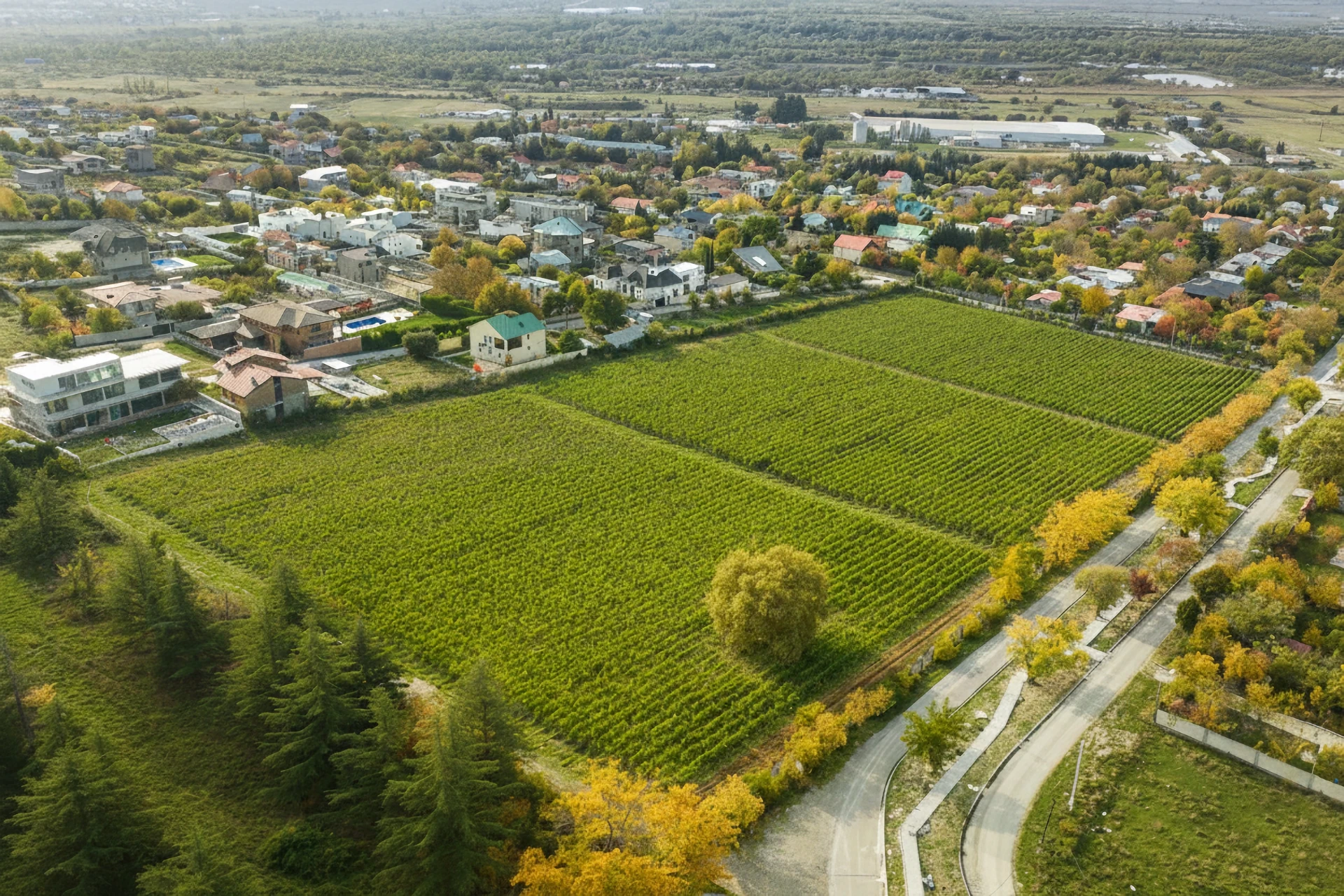 Organizing a wedding at Guramishvili’s Marani vineyard in Georgia
